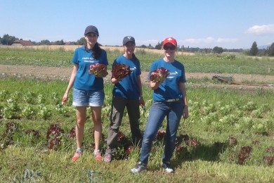 Trois bénévoles de Crédit Suisse font du désherbage et du ramassage des légumes des terrains agricoles de la Croix-Rouge genevoise 