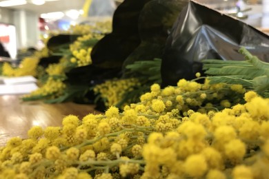 Des bouquets de mimosa