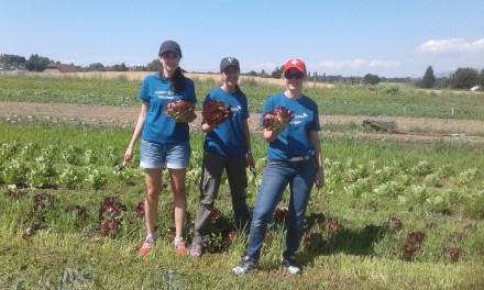 Trois bénévoles de Crédit Suisse font du désherbage et du ramassage des légumes des terrains agricoles de la Croix-Rouge genevoise 