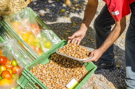 Des produits en vente : noisettes, tomates, par le responsable d'exploitation des Serres de la Croix-Rouge genevoise